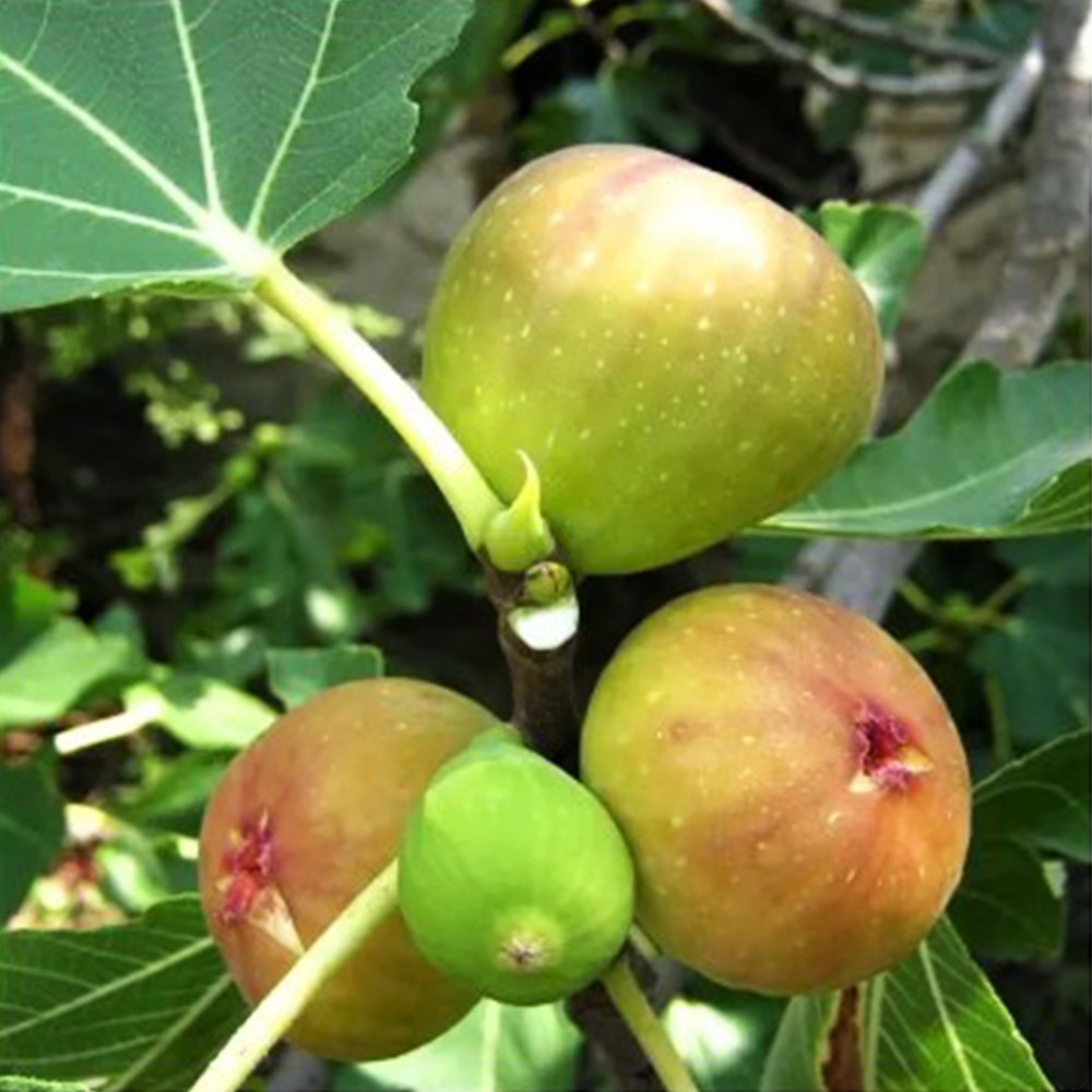 Саженцы инжира Смоковница (черенкованный) - 1-летний Черновцы - изображение 3