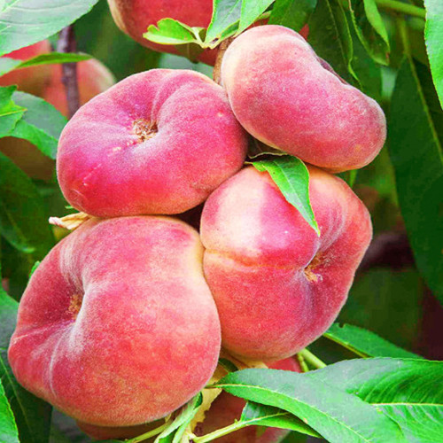 Саженцы колоновидного персика Инжирный (привитый) - 1-летний Черновцы - изображение 1