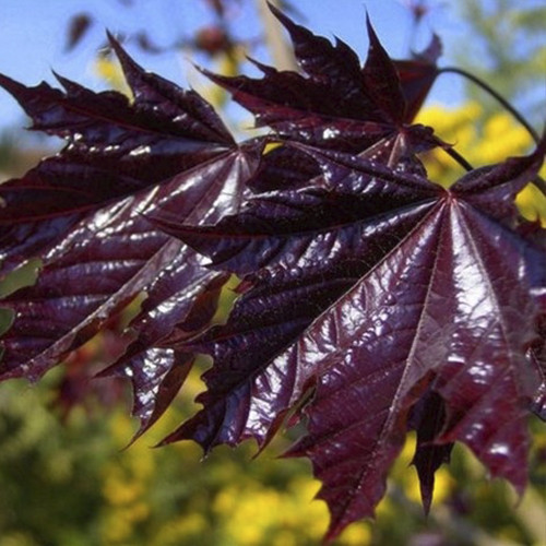 Саджанці клена на штамбі Роял Ред (привитий) - 2-річний Чернівці - фото 1