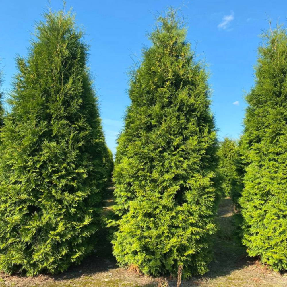 Саженцы западной туи Брабант Черновцы - изображение 2