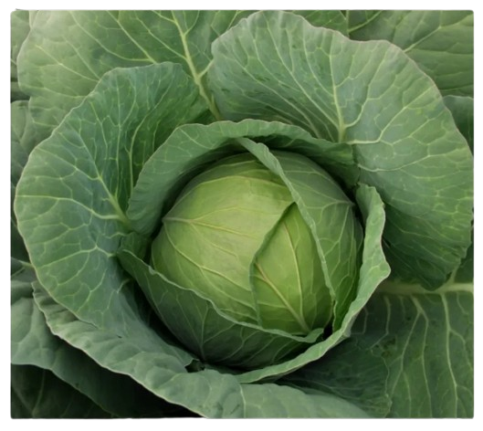 Капуста білоголова Ольга 10гр Смачний Житомир - фото 2