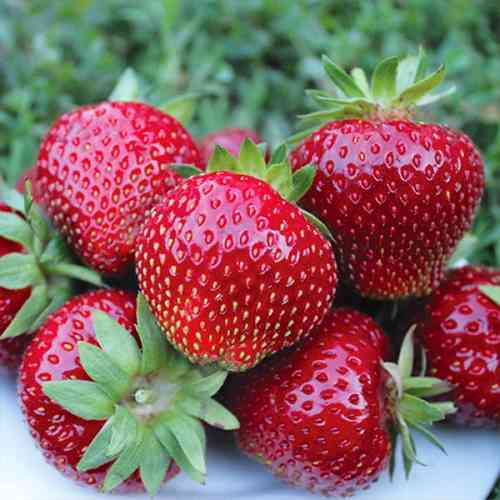 Саджанці полуниці Теніра (10 штук) - 1-річний Чернівці