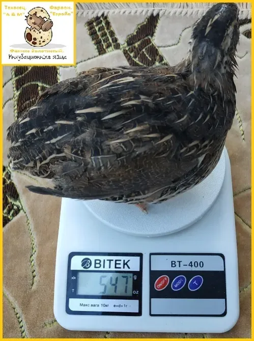 Яйця інкубаційні перепела Фенікс Золотистий - бройлер. Одеса - фото 3