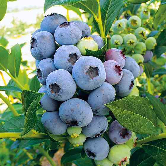 Саженцы голубики Блюкроп - 2-летний Черновцы