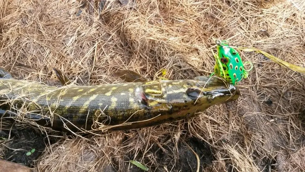 Жаба воблер незачіпляйка на щуку Київ - фото 2