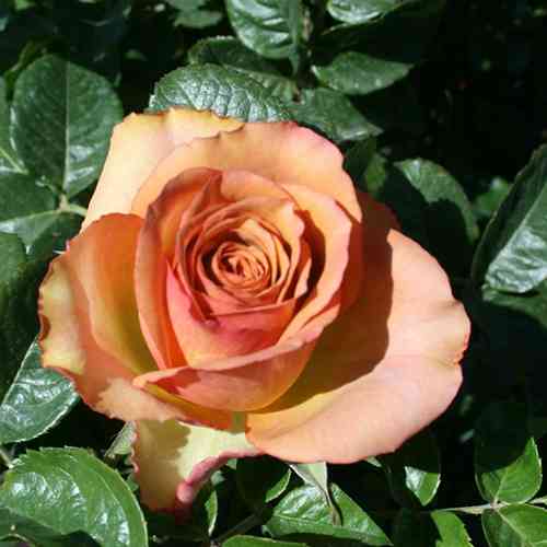 Саджанці троянд Маракеш (привитий) - 2-річний Чернівці