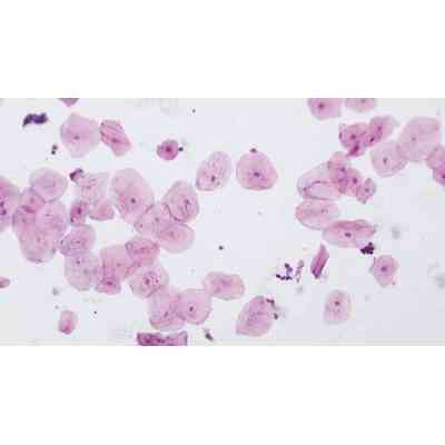 Набір мікропрепаратів Bresser високоякісних 10 шт (5984500) (931509) Вінниця