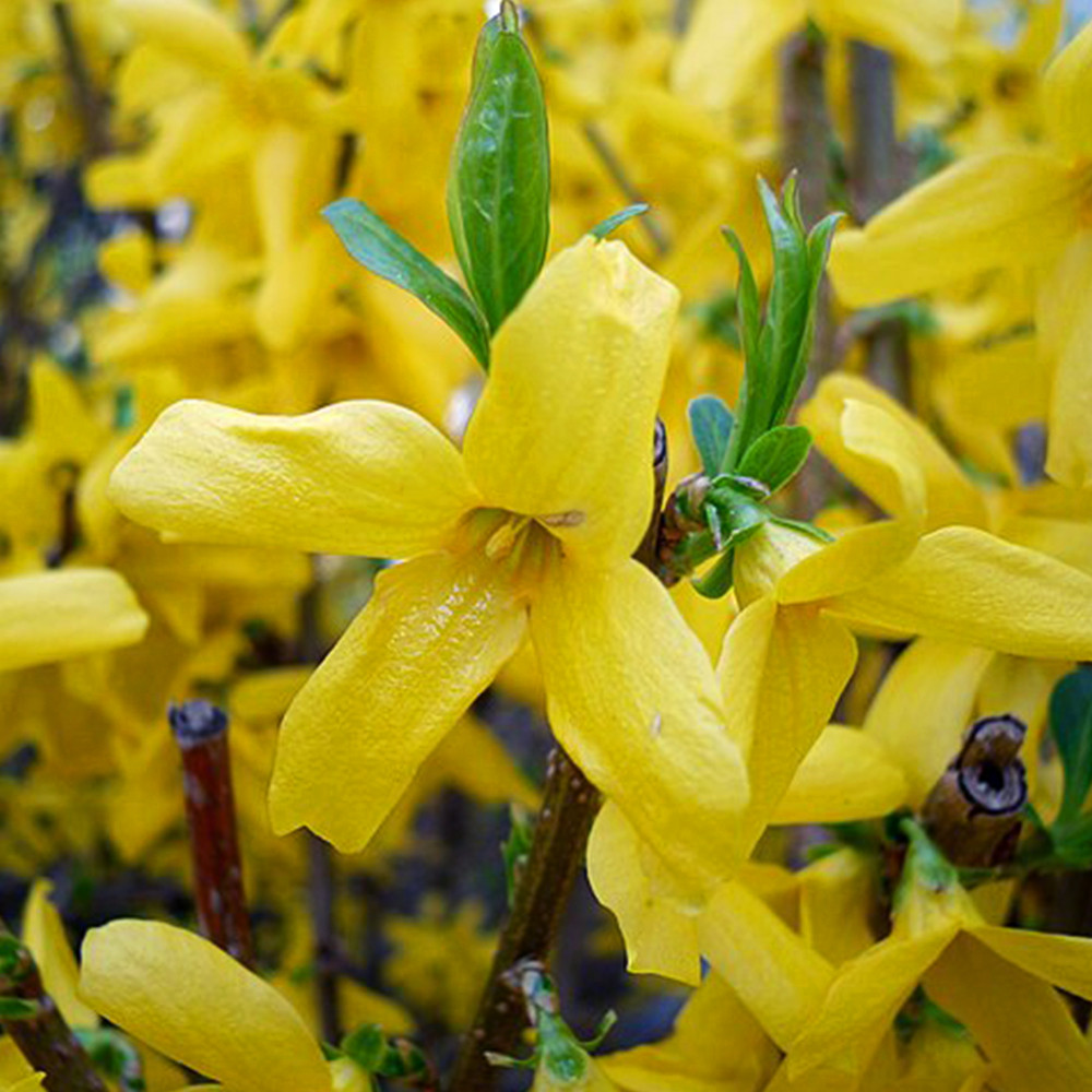 Саженцы форзиции Европейская (черенкованный) Черновцы - изображение 1