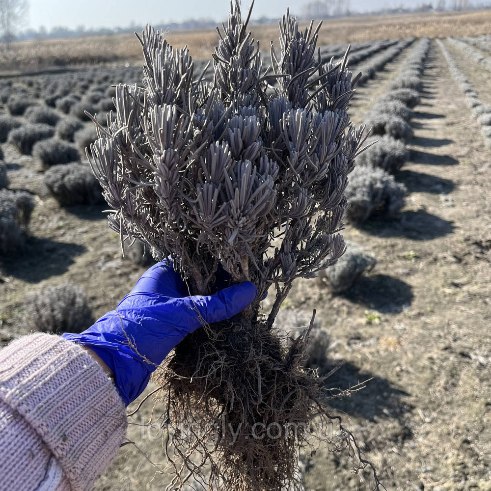 Дворічні сформовані саджанці лаванди рожевого кольору Loddon Pink Ірпінь - фото 7