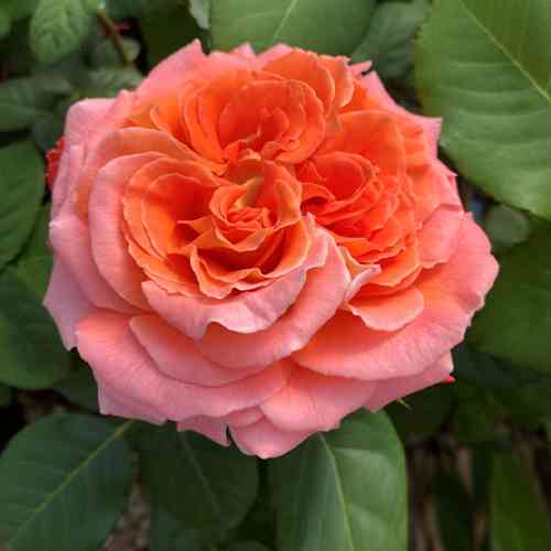 Саджанці троянд Нотр Дам Дю Розарі (привитий) - 2-річний Чернівці