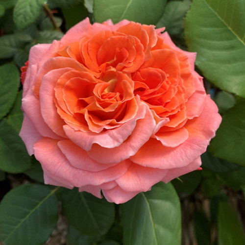 Саджанці троянд Нотр Дам Дю Розарі (привитий) - 2-річний Чернівці - фото 1