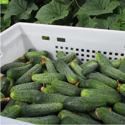 Огірок Аякс F1 NZ бджолозапильний 1000шт Професійне насіння Житомир - изображение 2