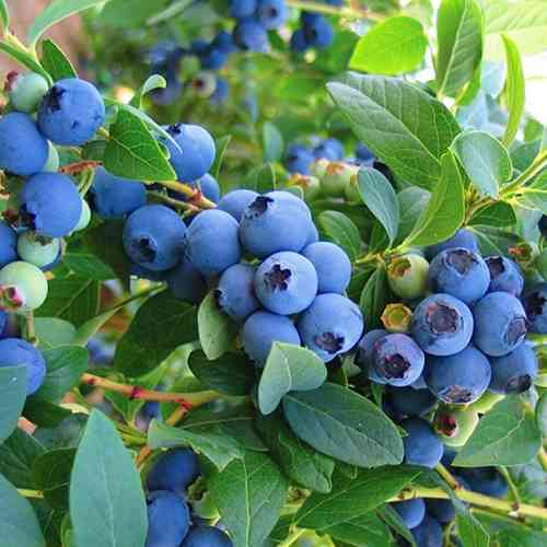 Саженцы голубики Голд Траубе (черенкованный) - 3-летний Черновцы