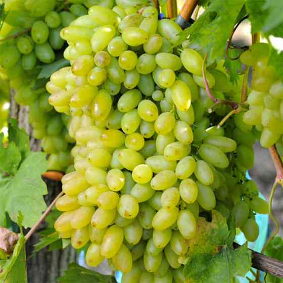 Саженцы винограда Столетие (черенкованный) - 1-летний Черновцы