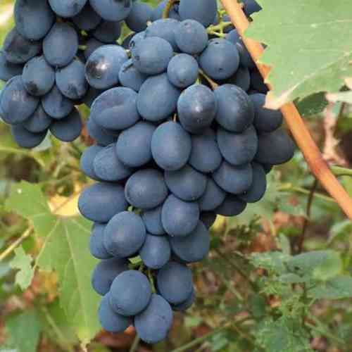 Cаджанці винограду Карат (черенкований) - 1-річний Чернівці