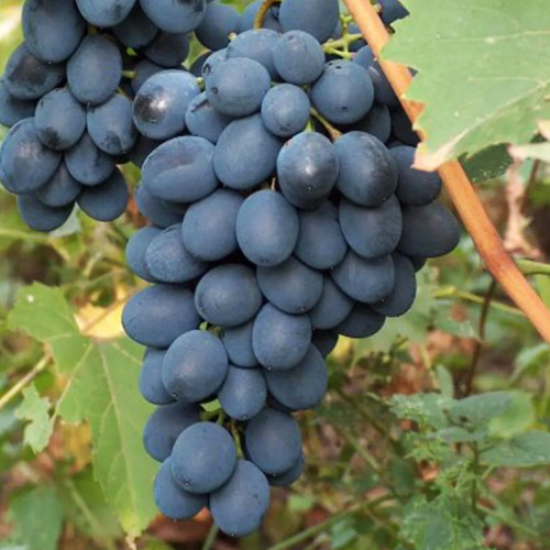 Cаджанці винограду Карат (черенкований) - 1-річний Чернівці - фото 1