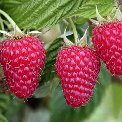 Саджанці малини Дельніва (черенкований) - 1-річний Чернівці