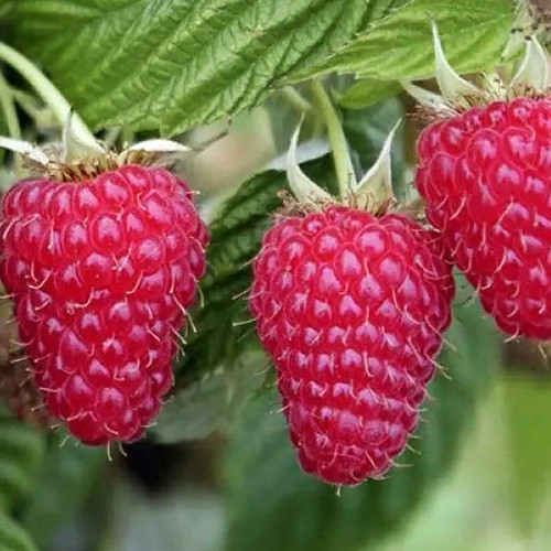 Саженцы малины Дельнива (черенкованный) - 1-летний Черновцы - изображение 1