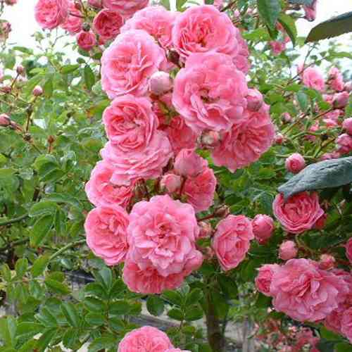 Саджанці троянд Чаплінз Пінк (привитий) - 2-річний Чернівці