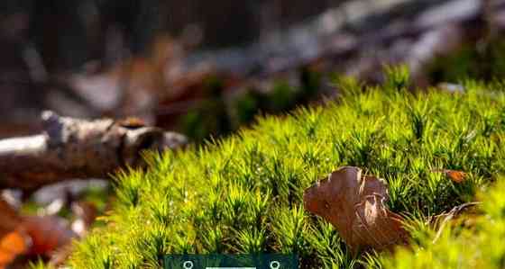 Фотоапарат Panasonic Lumix DC-FZ82D (DC-FZ82DE-K) Харків