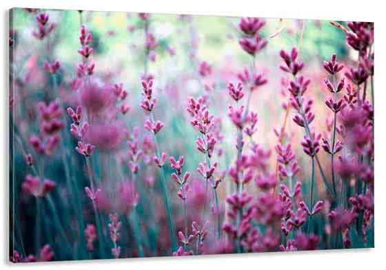 Картина полотно у вітальню/ спальню Лаванда MLP_137 50x100 см Київ