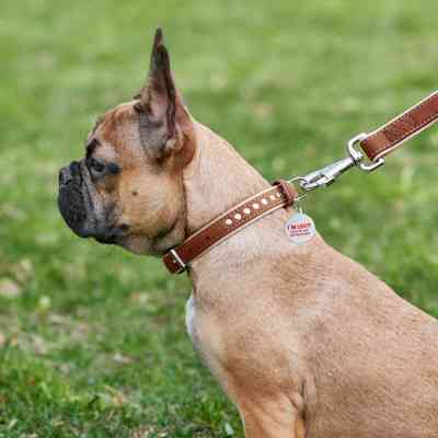 Ошейник для животных WAUDOG Soft с QR паспортом металлические украшения XS коричневый (7195) Винница