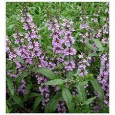 Чистець болотяний (Чистец болотный) 100г master sem Киев - изображение 1