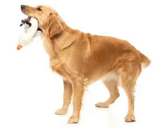 М'яка іграшка для собак FuzzYard Чайка Луцк