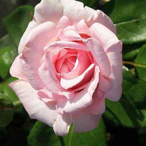 Саджанці троянд Вівальді (привитий) - 2-річний Чернівці