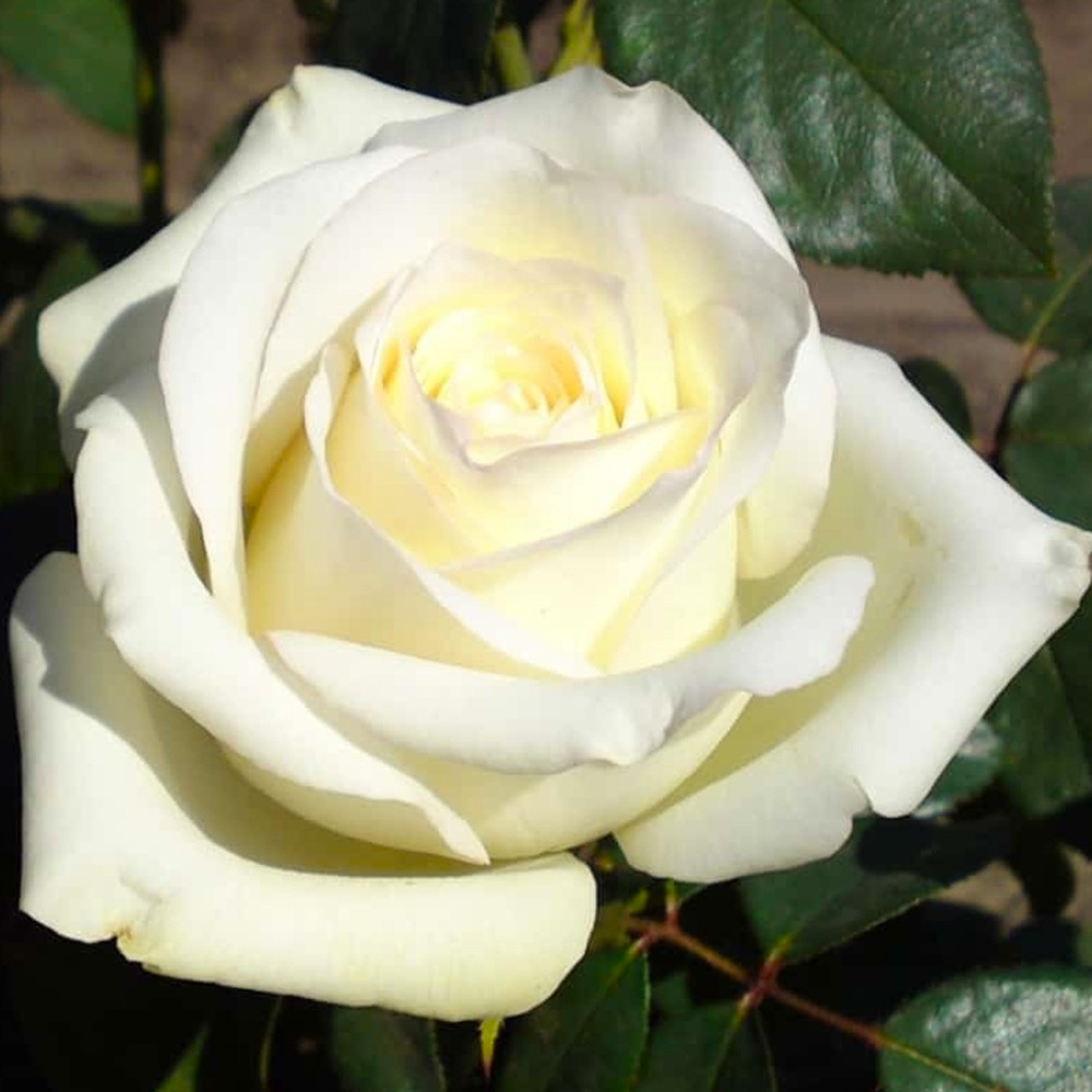 Саджанці чайно-гібридних троянд Анастасія (привитий) Чернівці - фото 1