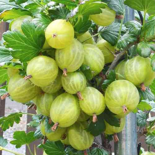 Саджанці агрусу Інвікта (черенкований) - 1-річний Чернівці