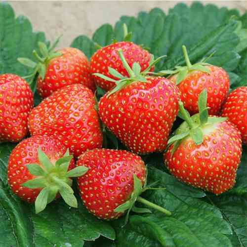 Саджанці полуниці Ельдорадо (10 штук) - 1-річний Чернівці