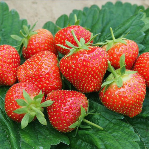 Саджанці полуниці Ельдорадо (10 штук) - 1-річний Чернівці - фото 1