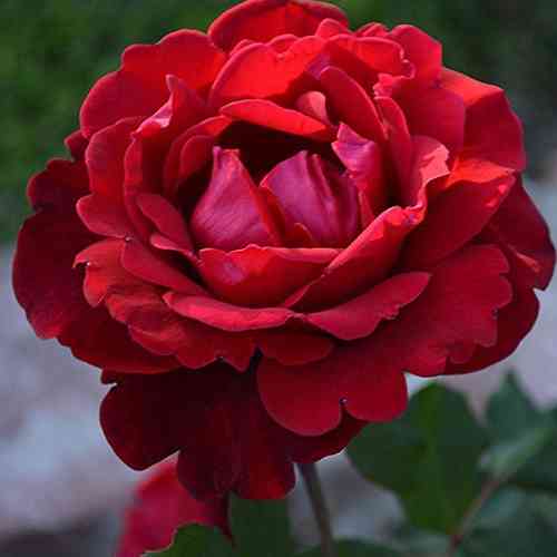 Саженцы роз Дон Жуан (привитый) - 2-летний Черновцы