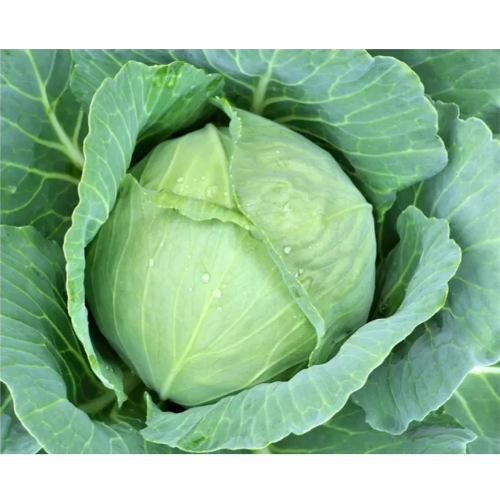 Капуста білоголова Амагер 10гр Смачний Житомир - фото 2