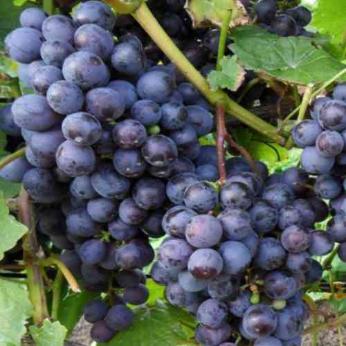 Cаджанці винограду Ілля Муромець (черенкований) - 1-річний Чернівці