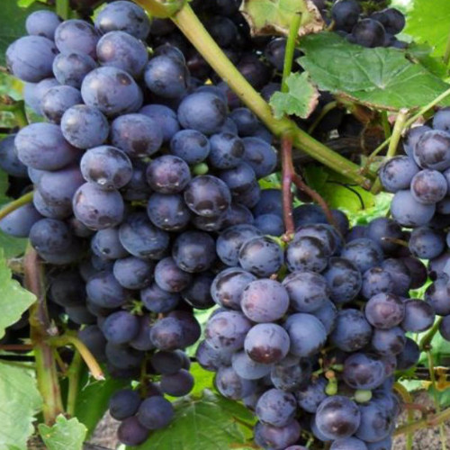 Cаджанці винограду Ілля Муромець (черенкований) - 1-річний Чернівці - фото 1