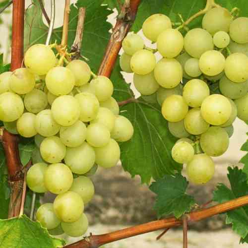 Саженцы винограда Галбена Ноу (черенкованный) - 2-летний Черновцы