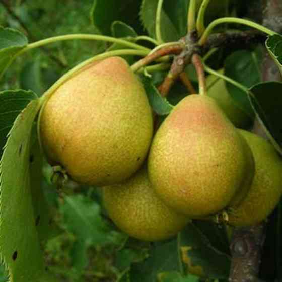 Саджанці груші Основ'янська (привитий) - 2-річний Чернівці