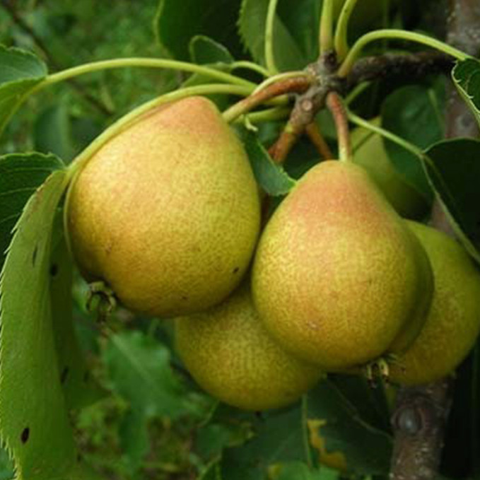 Саджанці груші Основ'янська (привитий) - 2-річний Чернівці - фото 1