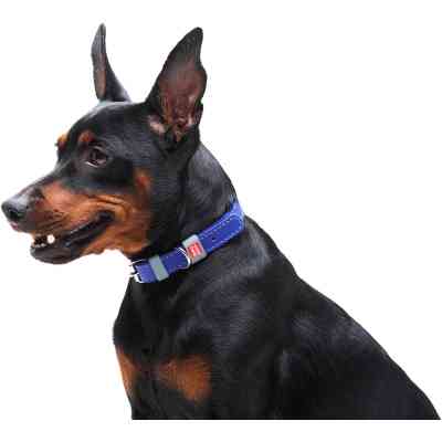 Ошейник для животных WAUDOG Classic кожаный 12 мм х 21-29 см фиолетовый (02029) Винница