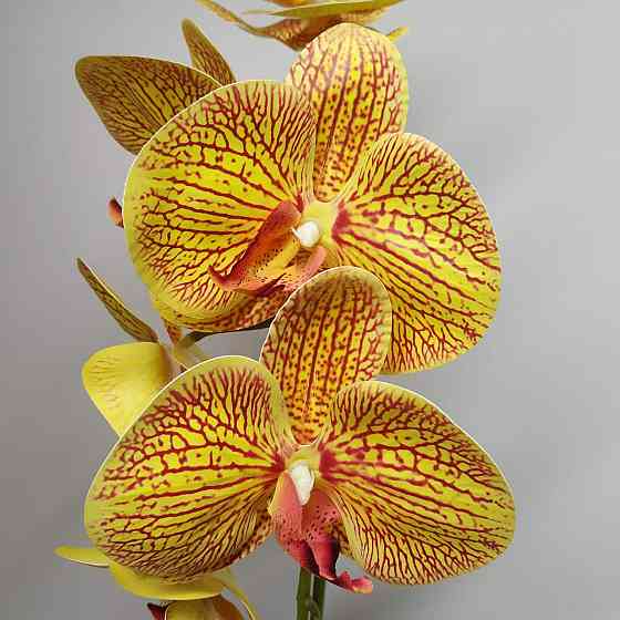 Штучна латексна орхідея VIP у червоному керамічному кашпо на одну гілку жовто-червона Дніпро