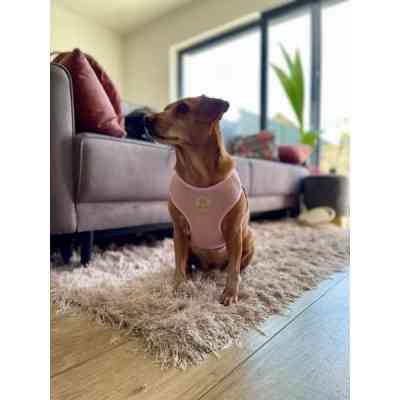 Шлей для собак Chloe's Home Dakar розовая M (CLH8768) Винница