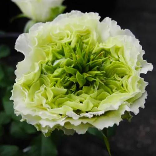 Саджанці чайно-гібридних троянд Грін Ай (привитий) Чернівці - фото 3