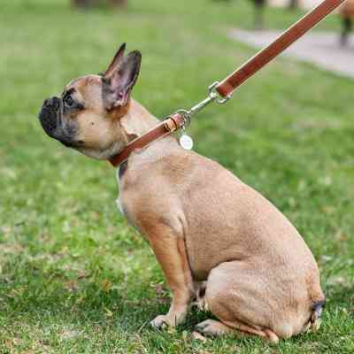 Ошейник для животных WAUDOG Soft с QR паспортом S коричневый (7191) Винница