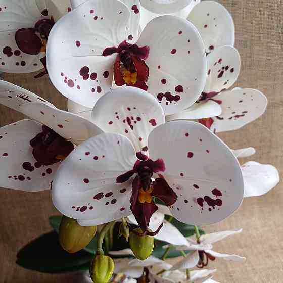 Штучна латексна орхідея VIP у пудровому керамічному кашпо на дві гілки біла в крапку Дніпро