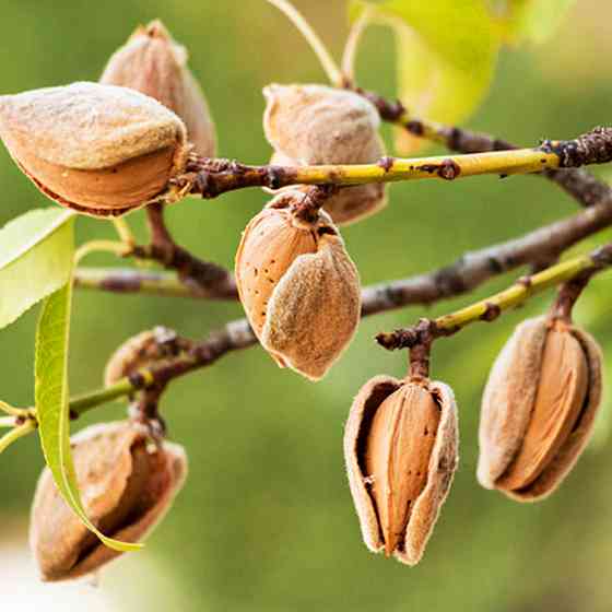 Саджанці мигдалю Форос - 1-річний Чернівці