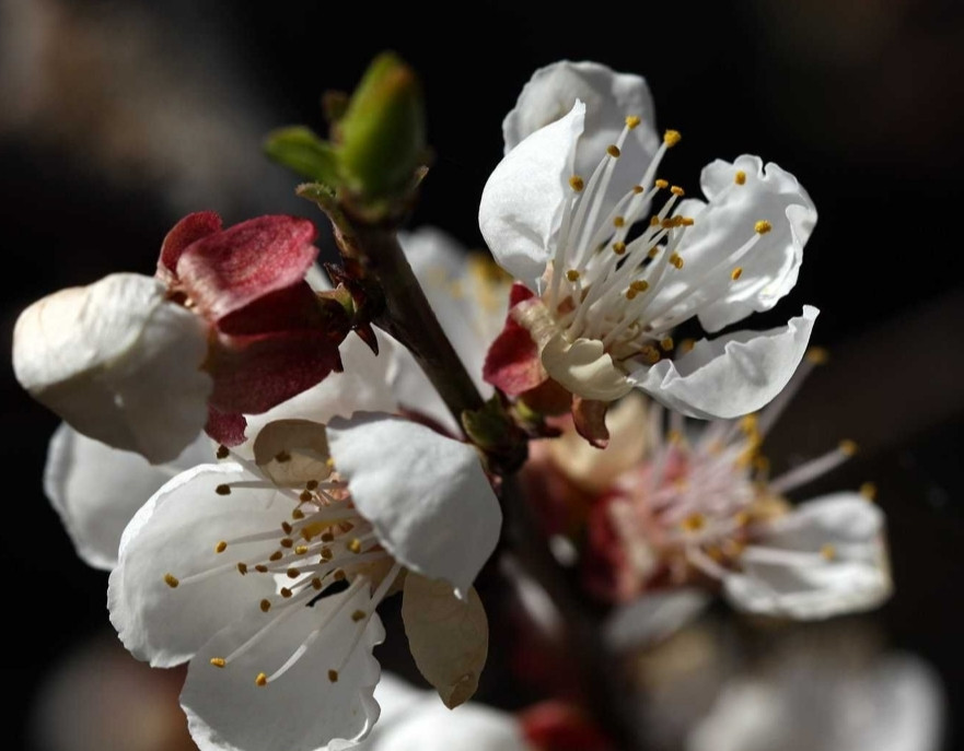 Объектив Стоматология, Природа Canon EF 100mm. F/2.8L Macro IS USM Киев - изображение 2