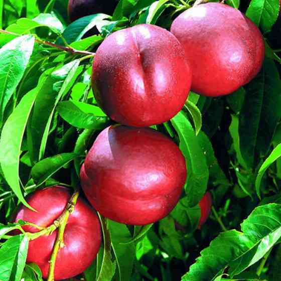 Саджанці нектарину Біг Хейвен (привитий) - 2-річний Чернівці