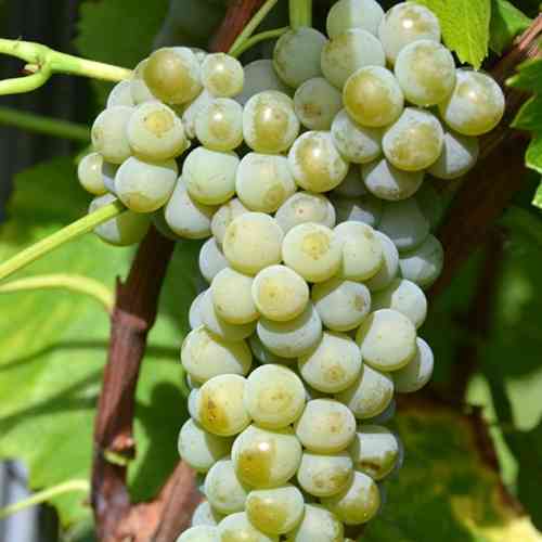 Cаджанці винограду Мускаріс (черенкований) - 1-річний Чернівці